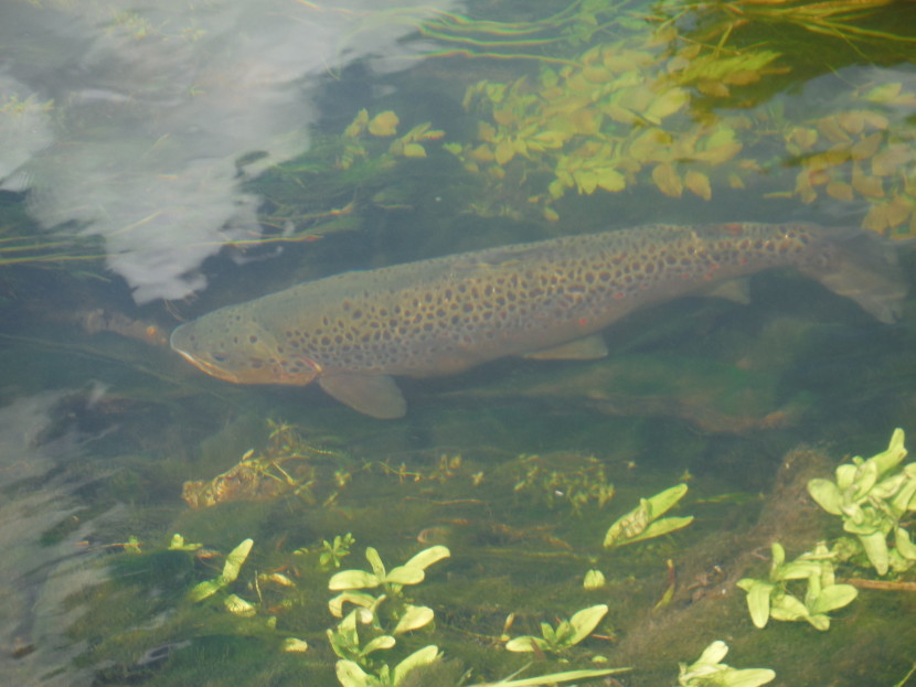 The world of the chalk stream trout